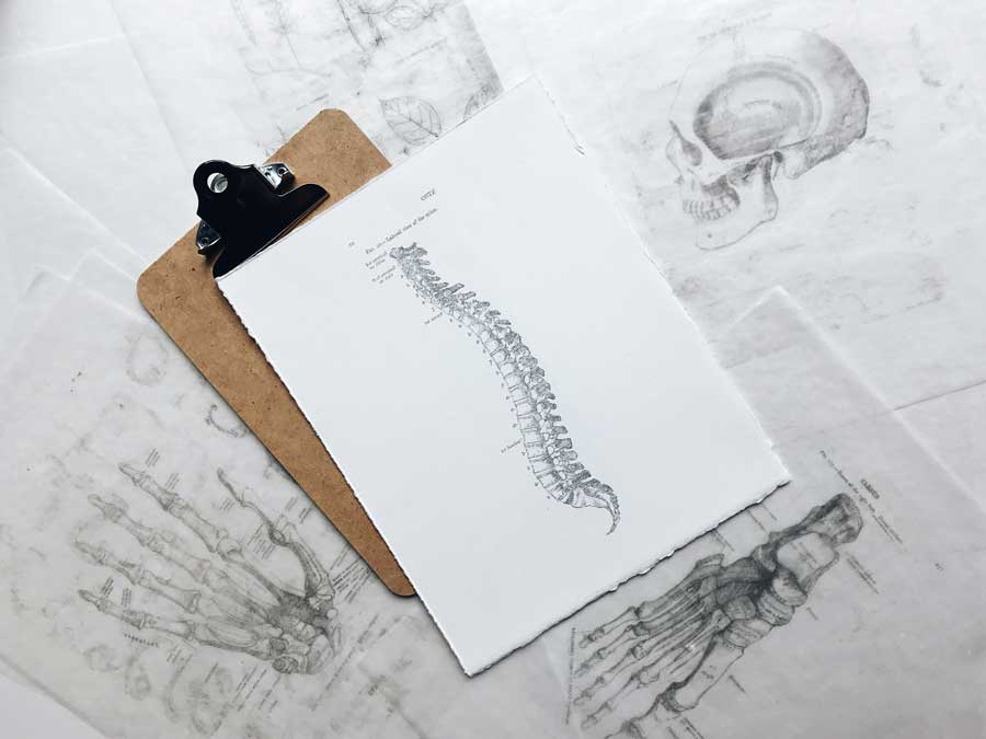 Drawing of spine